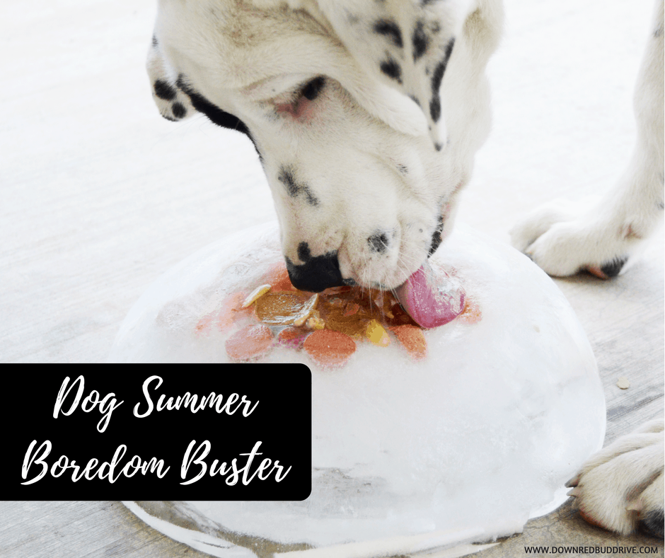 https://www.downredbuddrive.com/wp-content/uploads/2017/06/Dog-Summer-Boredom-Buster-fb.png