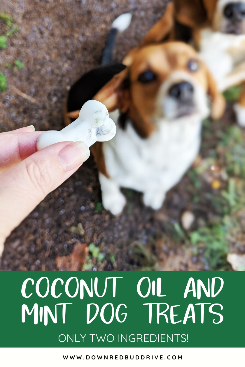 Coconut Oil and Mint Dog Treats Recipe Only two ingredients!